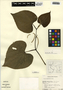 Piper marginatum Jacq., Belize, C. Whitefoord 2116, F
